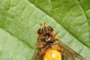 Epistrophe melanostoma